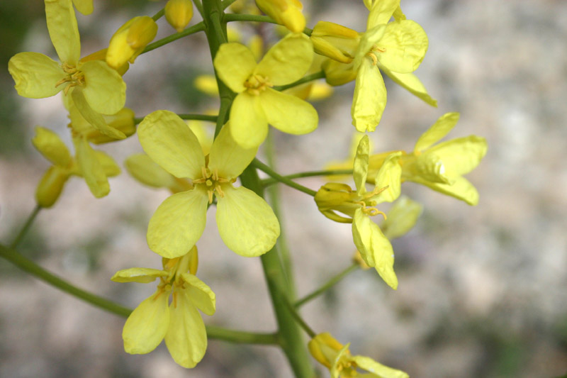 Brassica montana / Cavolo delle rupi